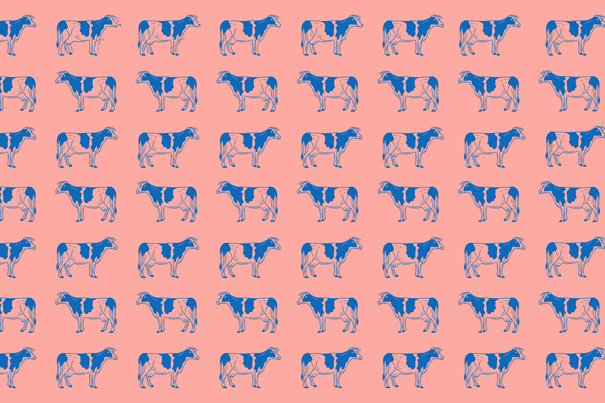 Vector Bovine Graphics, an Animal Illustration by Dorey Kronick Art&Design (Photo 15 of 19)