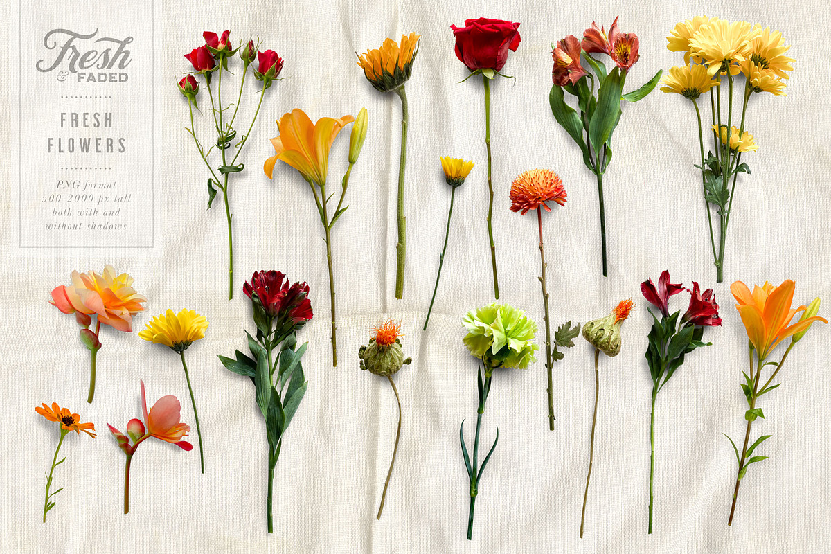Fresh & Dried Flower Flat Lay, a Product Mockup by Eclectic Anthology (Photo 6 of 8)
