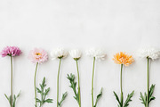 Spring flowers on white background,, a Photo by Dvoevnore photos (Thumbnail 2 of 2)