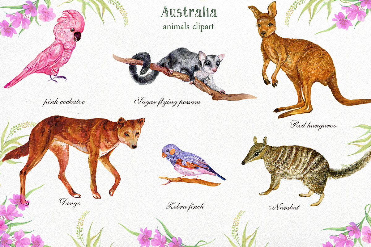 Animals Australia Watercolor, an Animal Illustration by MitrushovaArt (Photo 4 of 10)