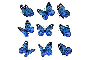 Colored Butterflies. Flying