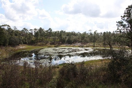 Lake in Gold Head Branch State Park