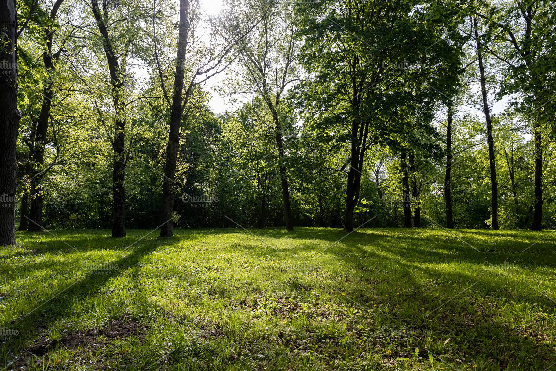 park with green foliage of trees and grass, long shadows from the trees, side v, a Photo by rsoollAI