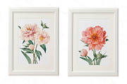 Peony chic, an Illustration by Eisfrei (Thumbnail 6 of 6)