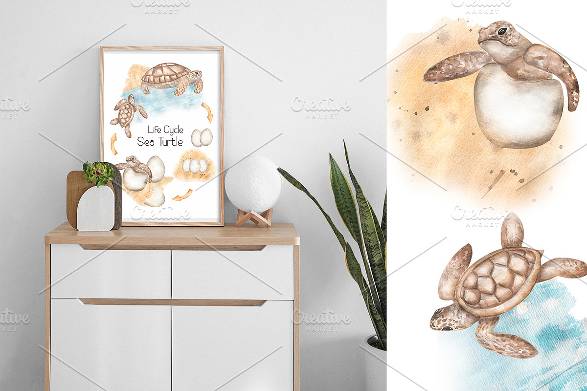 Watercolor Life Cycle Set, an Education Illustration by MayaNavits (Photo 2 of 11)