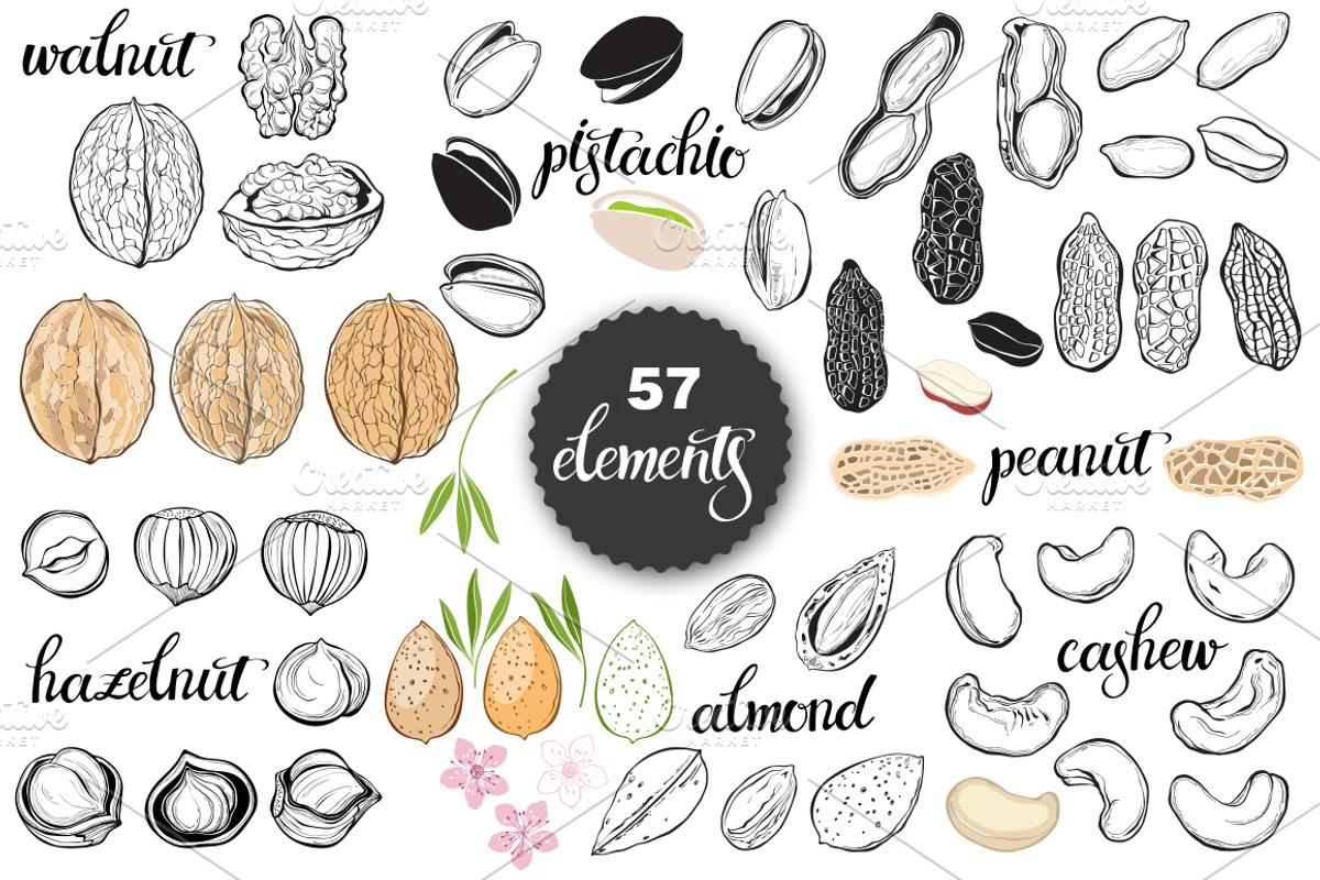 Nuts. Vector set., an Object Graphic by maritime_m (Photo 2 of 6)