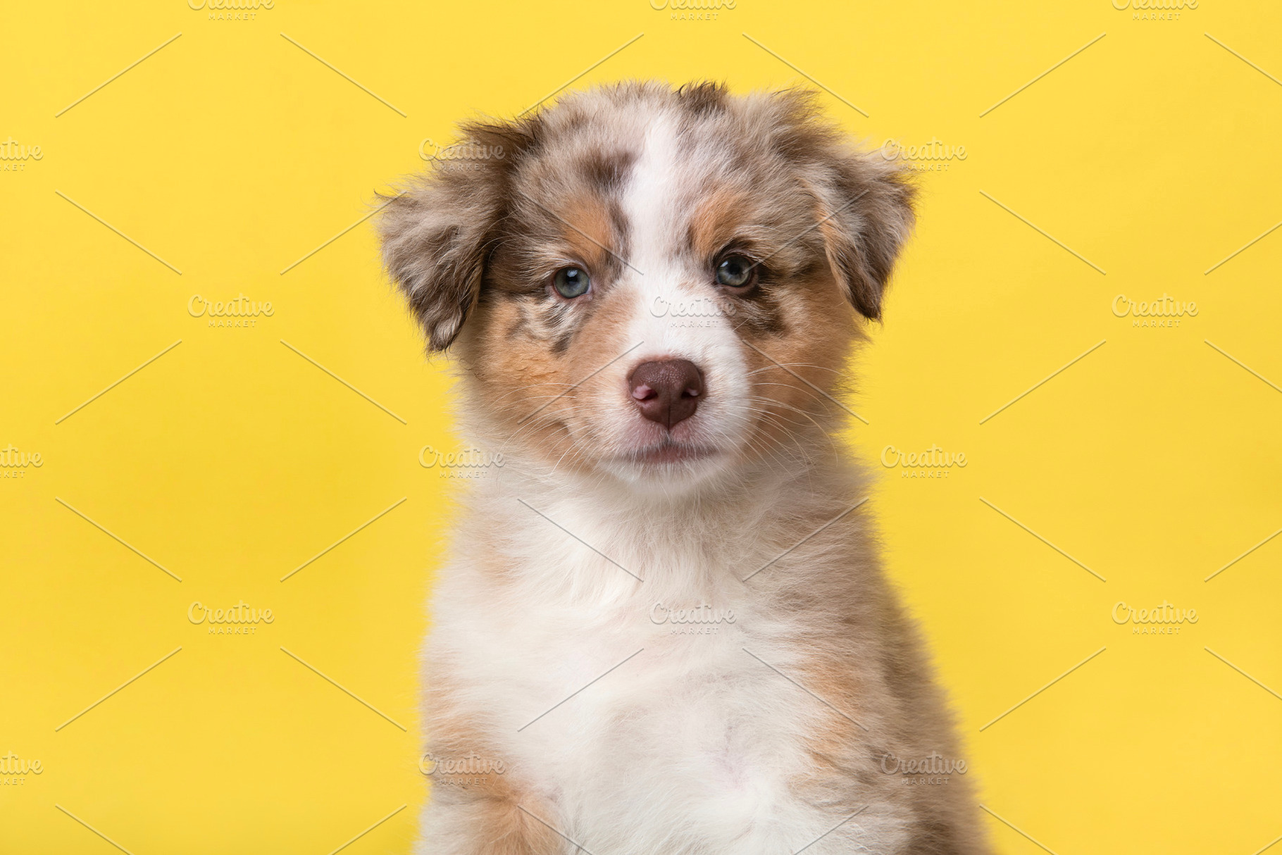Australian shepherd puppy portrait, an Animal Photo by Elles Rijsdijk