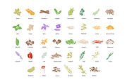 Herbs Illustrations, a Healthcare Illustration by Zhuna (Thumbnail 2 of 10)