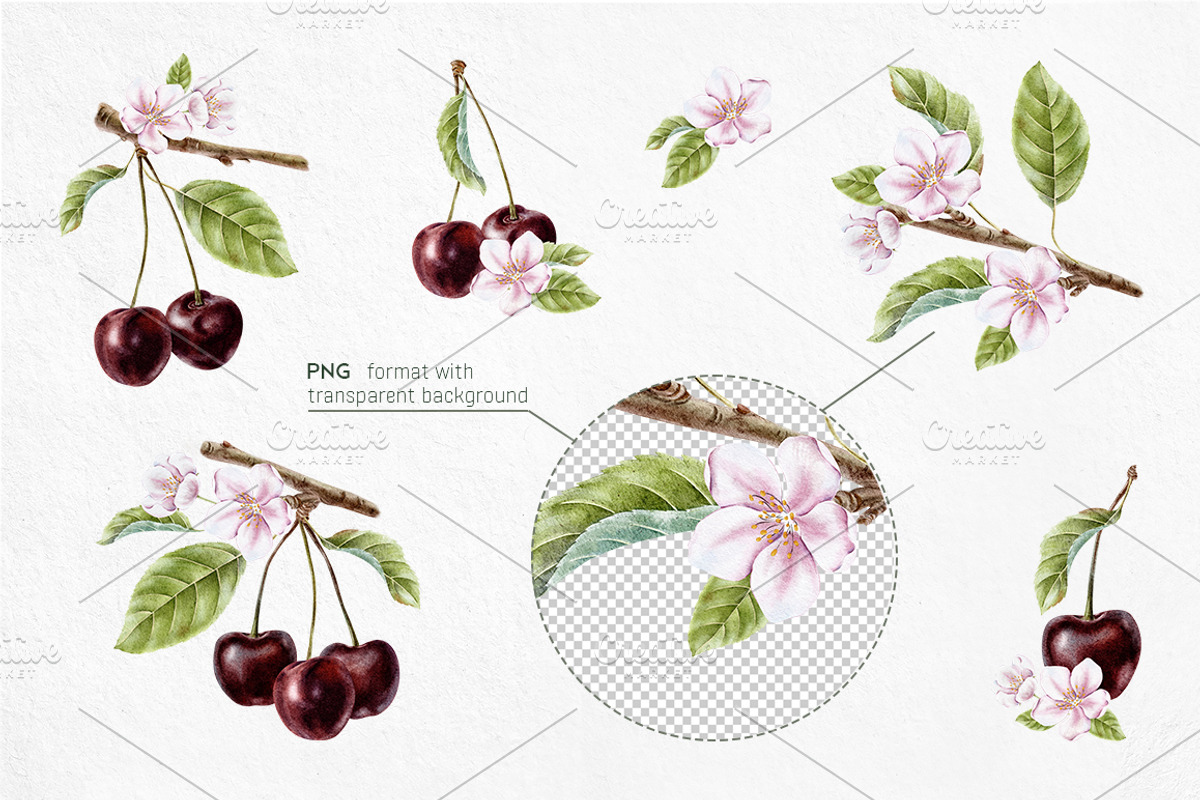 Cherry Watercolor Illustrations, a Food Illustration by Fedulova Art (Photo 5 of 13)