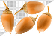 Oak tree leaves and acorns, an Object Graphic by Fruits+Veggies (Thumbnail 2 of 11)