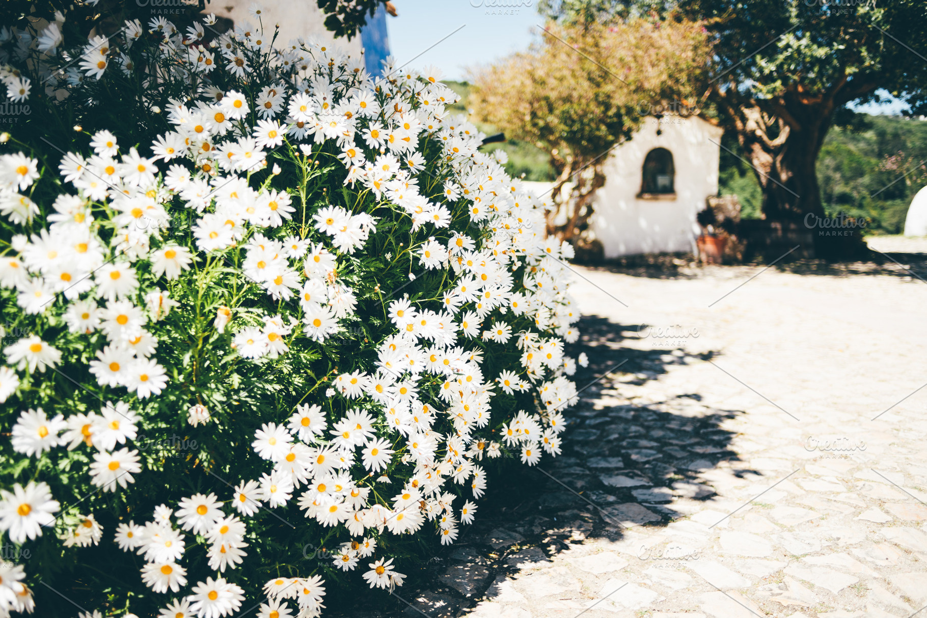 Daisies on cobblestone with sunlight, a Wallpaper Photo by SkyNext