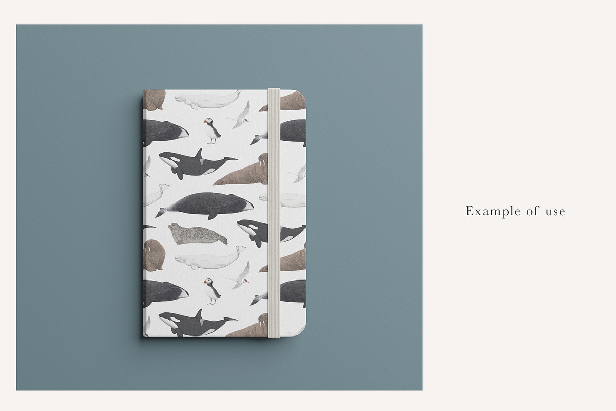 Ocean Species Set - Hand-drawn PNGs, an Animal Illustration by LaurenFittonIllustration (Photo 8 of 10)