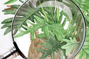Philodendron Plans Watercolor Set, a Decorative Illustration by BarvArt (Thumbnail 6 of 7)