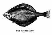 Fish collection, part 1, a Food Illustration by ZotovShop (Thumbnail 4 of 14)