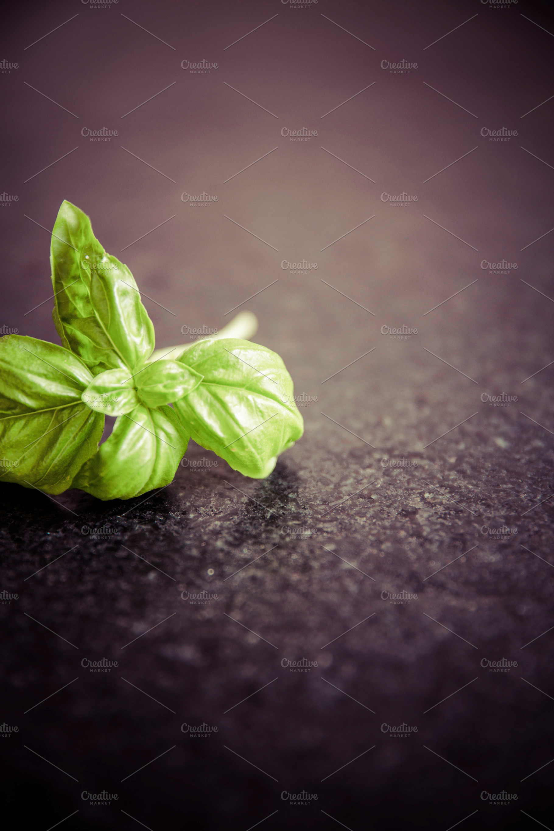 Basil Stock Photograph