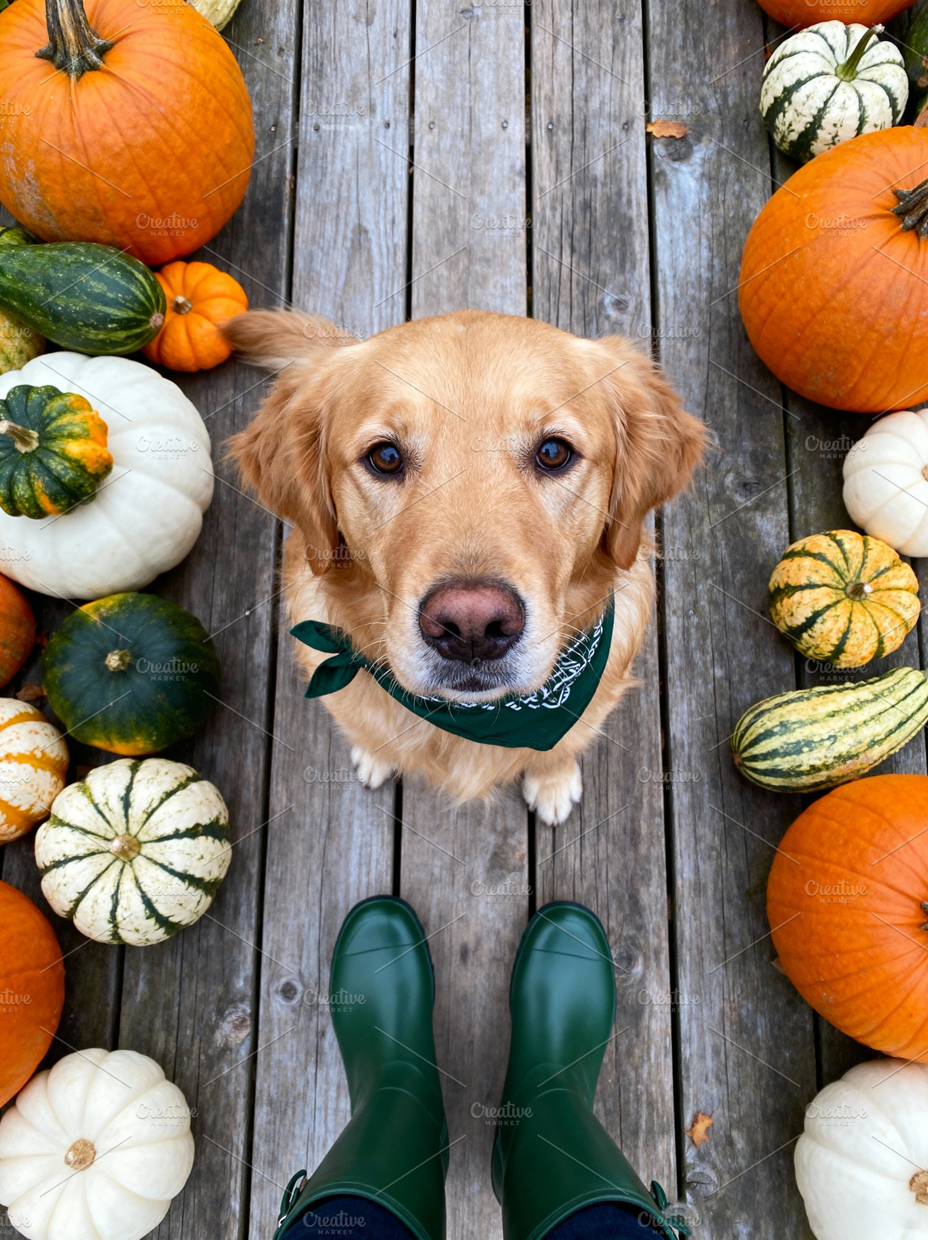 Cozy Autumn Vibes: Golden Retriever, an Animal Photo by Virgo Studio