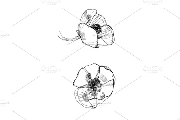 Drawing Poppy