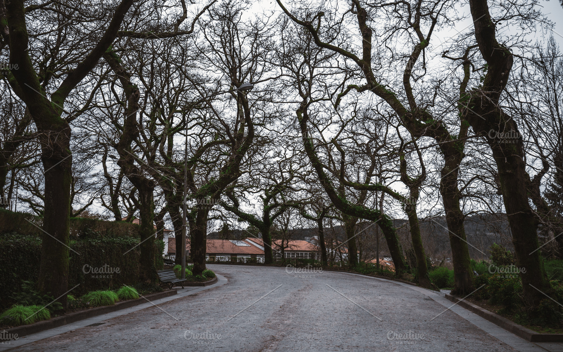 Winter street, trees, empty bench, a Nature Photo by SkyNext