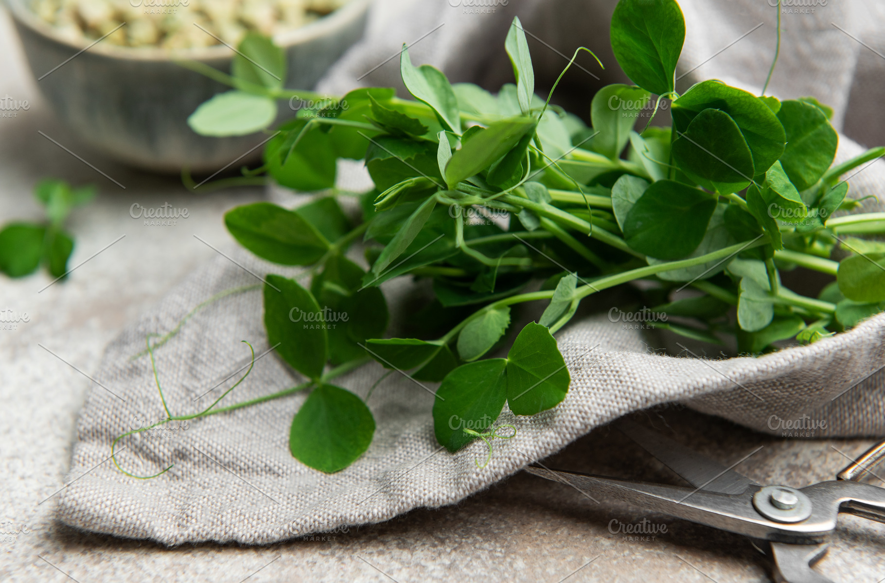 Fresh pea shoots resting on kitchen towel with scissors and drie, a Food & Drink Photo by Olena Rudo