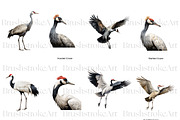 Crane Clipart, Crowned Crane, Birds, an Animal Illustration by BrushstrokeArtGB (Thumbnail 5 of 9)