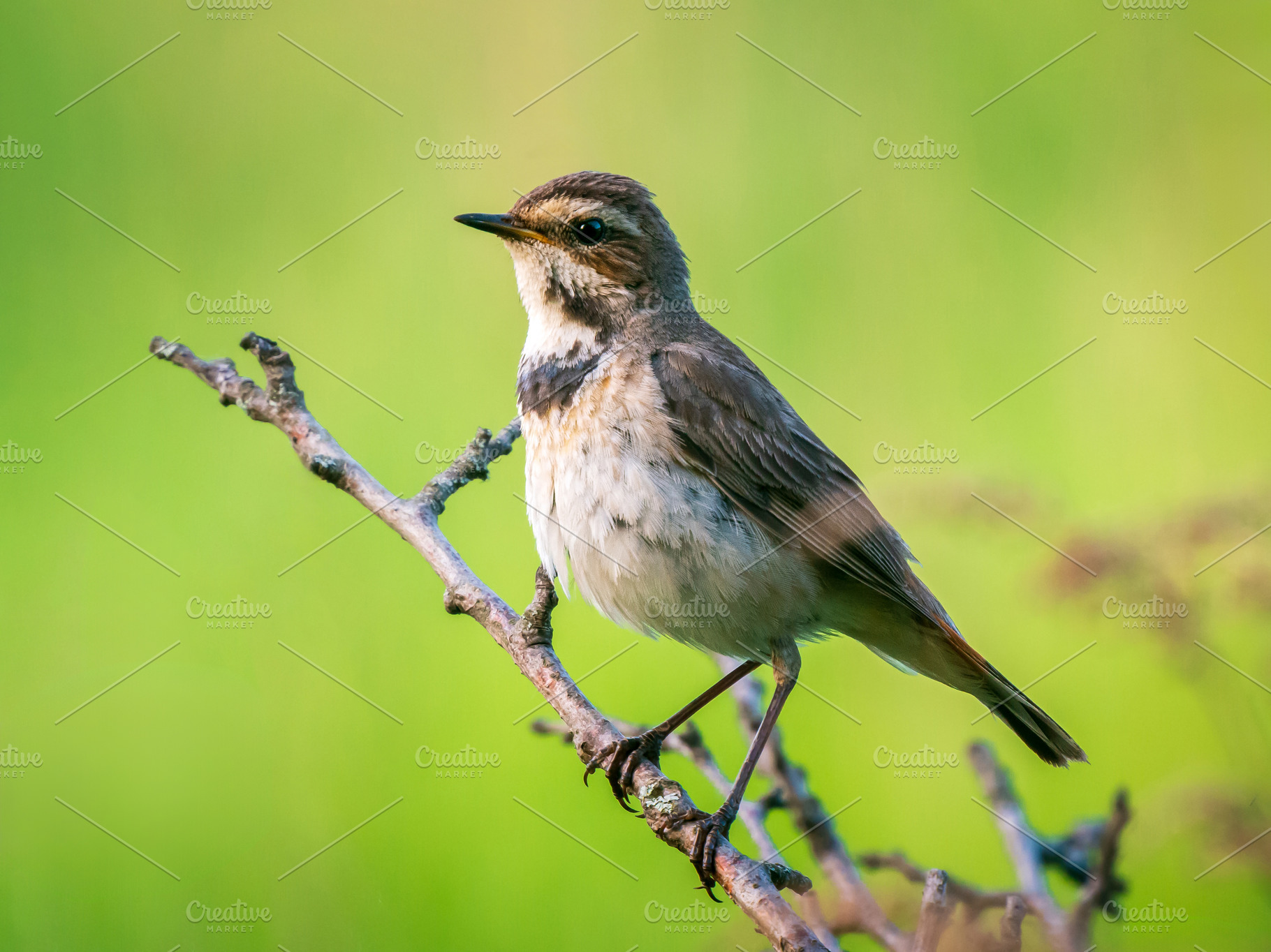 Female Bluethroat Bird Perched, an Animal Photo by Fascinadora