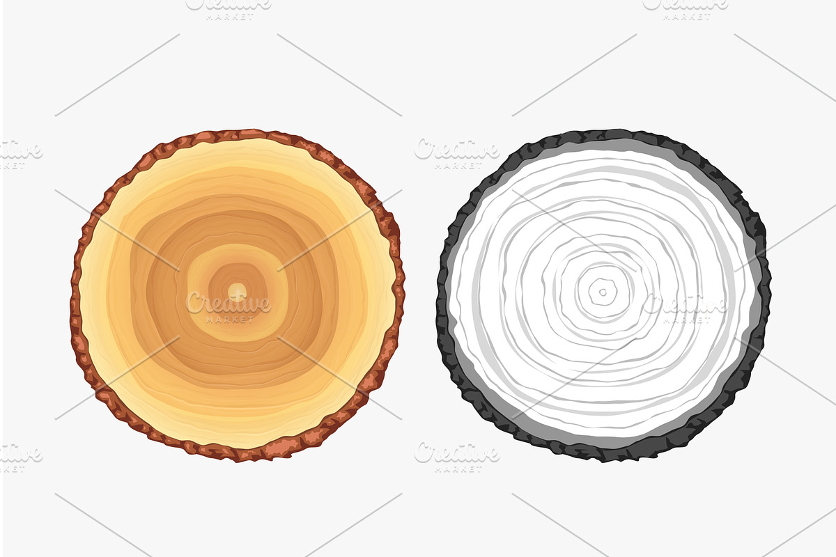 tree slice realistic design on white, a Texture Illustration by IfH