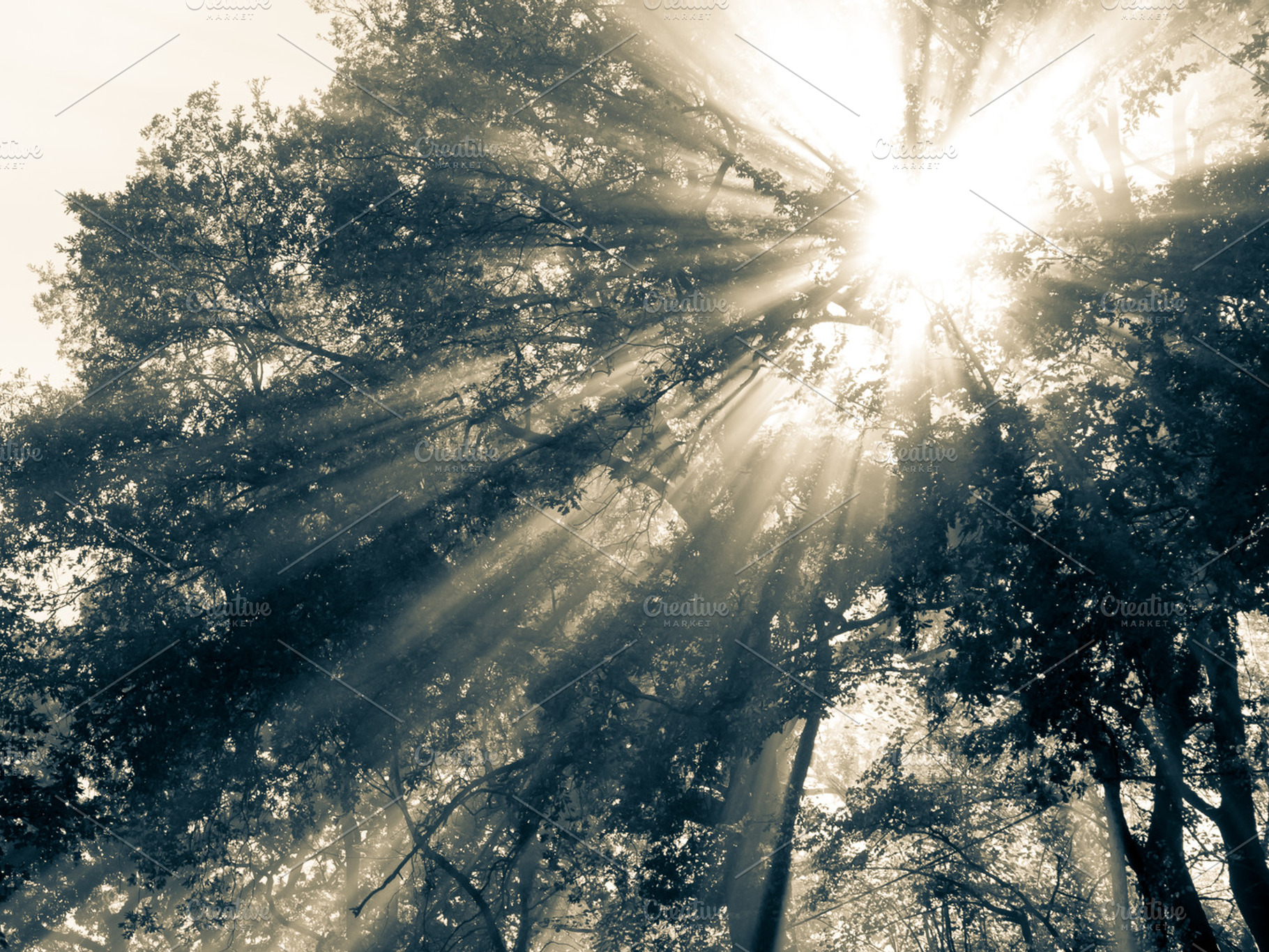 Sun dispelling mist, a Nature Photo by FloreB