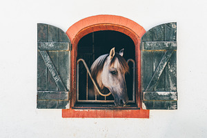 Gray Horse in Rustic Stable, an Animal Photo by SkyNext