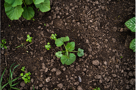 Pumpkin tiny sprout planted in the, a Nature Photo by volodymyrshtun13795