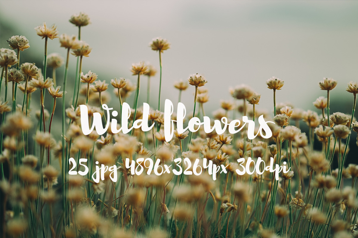 Wild Flowers II, a Templates & Theme by ApertureVintage (Photo 6 of 14)