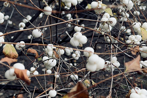 A close-up of white berries on branches, with some dried leaves, creating a nat, an Industrial Photo by Textures & Backgrounds