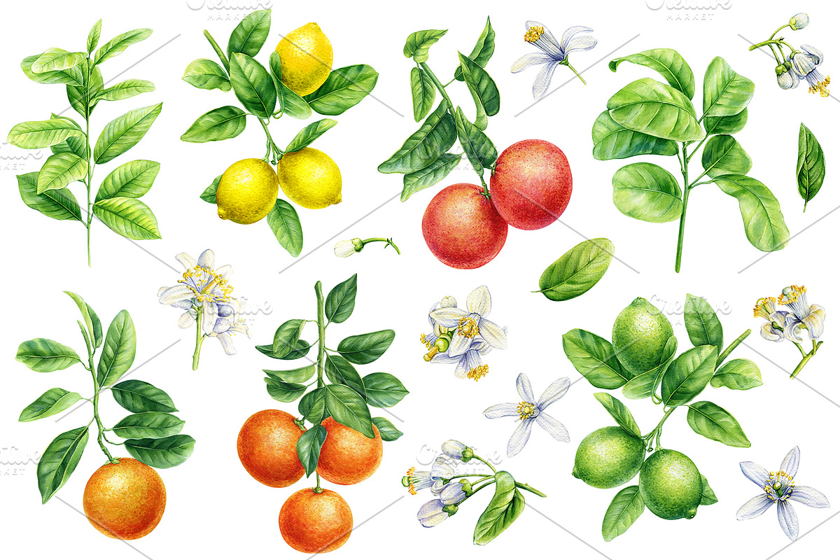 Fruits and berries, an Illustration by Hanna Hryharenka (Photo 10 of 16)