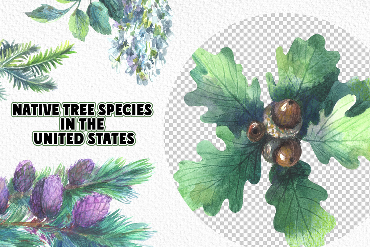 Native tree species in the USA, a Seasonal Illustration by FITALARTSNEDIGI (Photo 5 of 7)