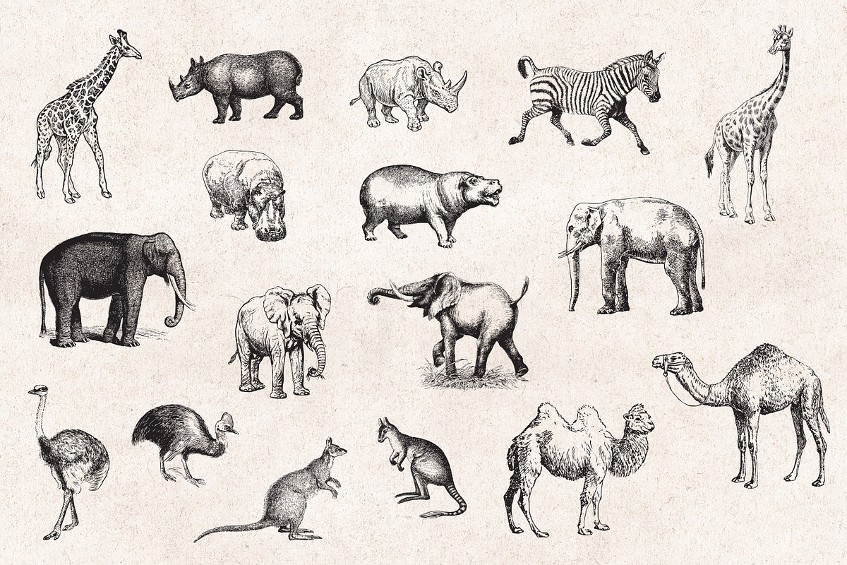 Wild Animals Engravings, an Object Graphic by Graphic Goods (Photo 3 of 9)
