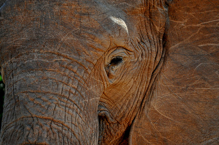 Elephant stock photo containing elephant and elephant texture