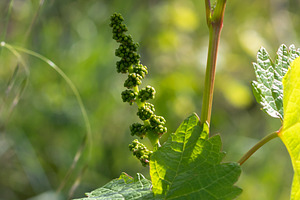 Young inflorescence of grapes growing in vineyard, a Nature Photo by Antonio Gravante Market