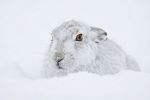 Close-up of a White Snow Hare, an Animal Photo by Virgo Studio