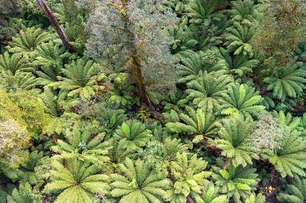 Lush green ferns in Great Otway National Park, Victoria, Austral, a Nature Photo by GoodGoods