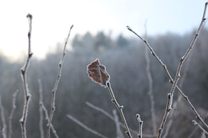 Frozen leaf featuring frozen, frost, and freeze