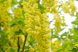 Long yellow laburnum flower cluster hanging on a tree branch. Beautiful golden, a Nature Photo by Rohan Photography