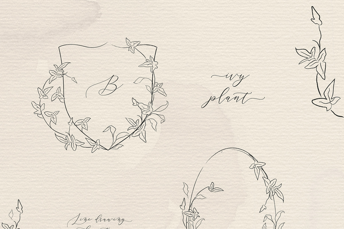 Line drawing Ivy plant illustrations, an Illustration by Olya Creative (Photo 2 of 3)