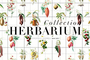 Herbarium Collection prints & more!, a Pattern Graphic by Pink Linen (Thumbnail 1 of 15)