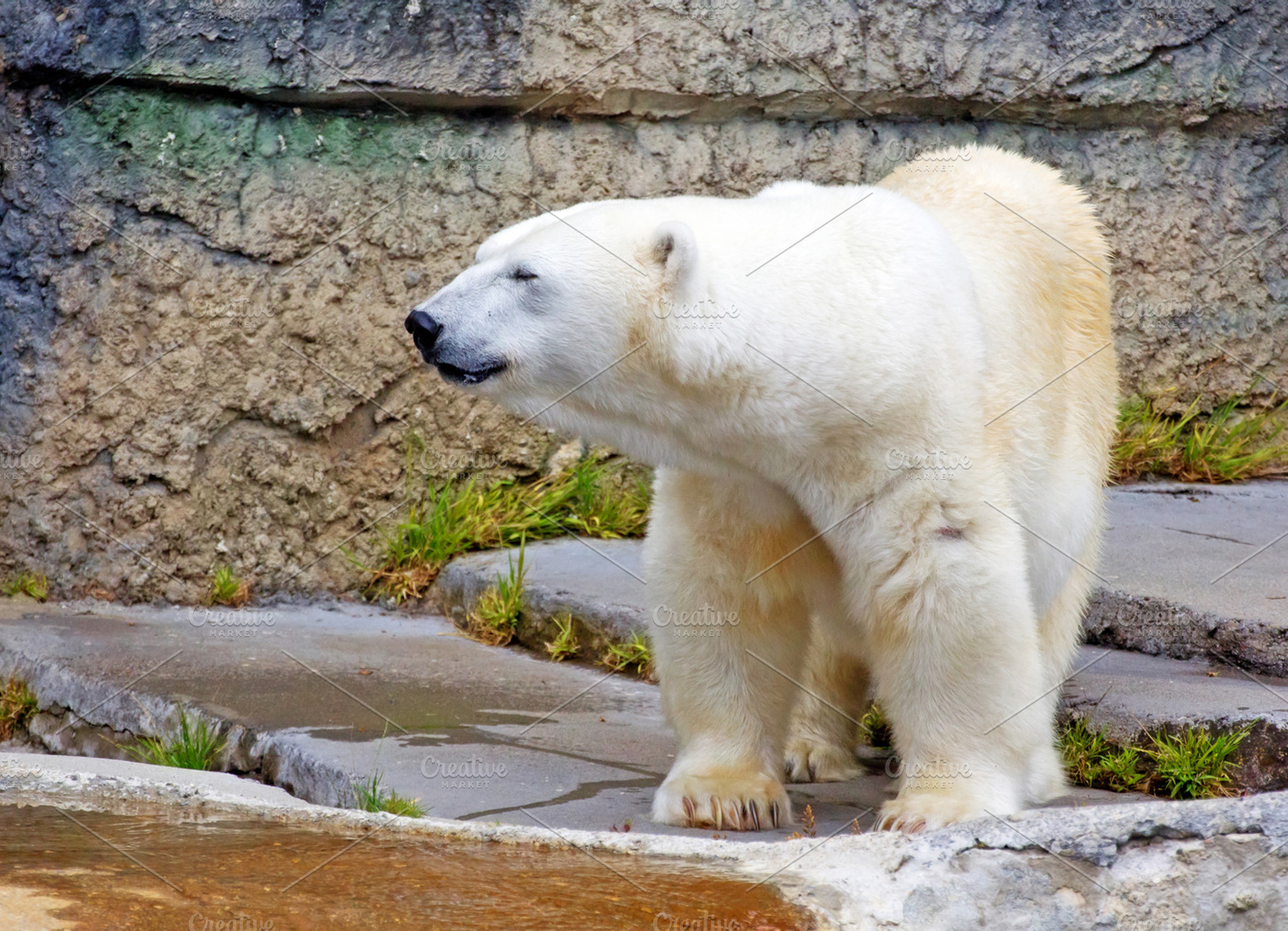 polar bear