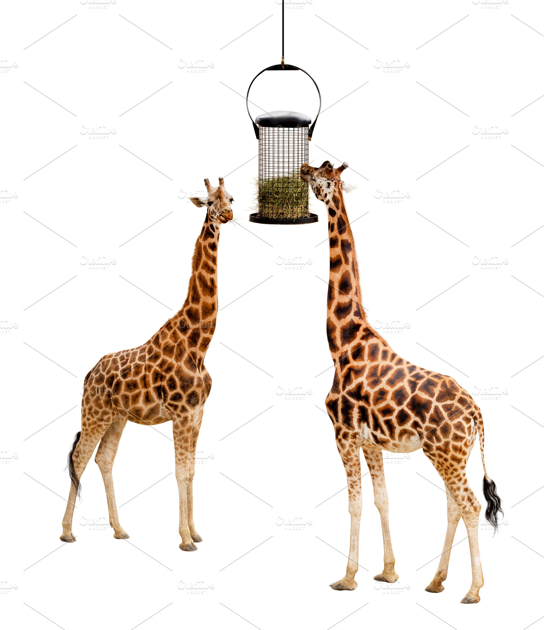 Two giraffes eating, an Animal Photo by UltraShop