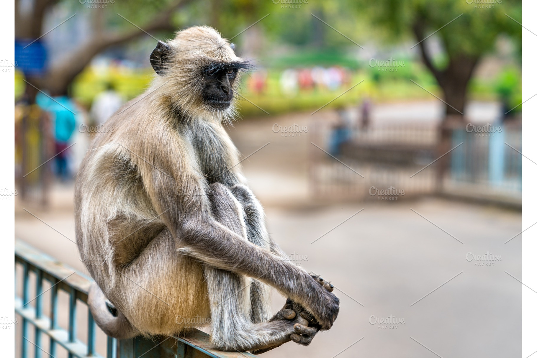 Gray langur monkey at Ellora Caves in India, an Animal Photo by Leonid Andronov