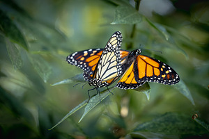 Two Monarch Butterflies on Foliage, a Nature Photo by Andy Dean Photography