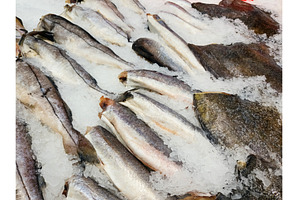 Fresh fish displayed on ice at a, a Food & Drink Photo by darksoul72