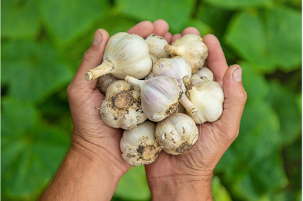 Garlic harvest in the hands of a, a Food & Drink Photo by yanadjana