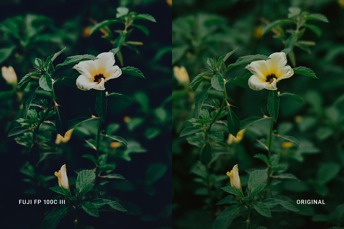 Fuji FP 100C III, a Preset Add-On by colorituals (Photo 4 of 9)