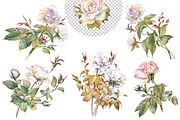 Romantic Watercolor Rose Clipart, a Decorative Illustration by Jeanna Draw (Thumbnail 6 of 17)